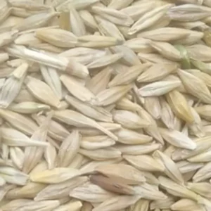 Barley Cattle Feed