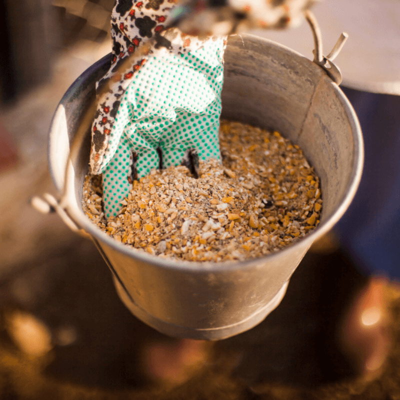Cattle Feeds