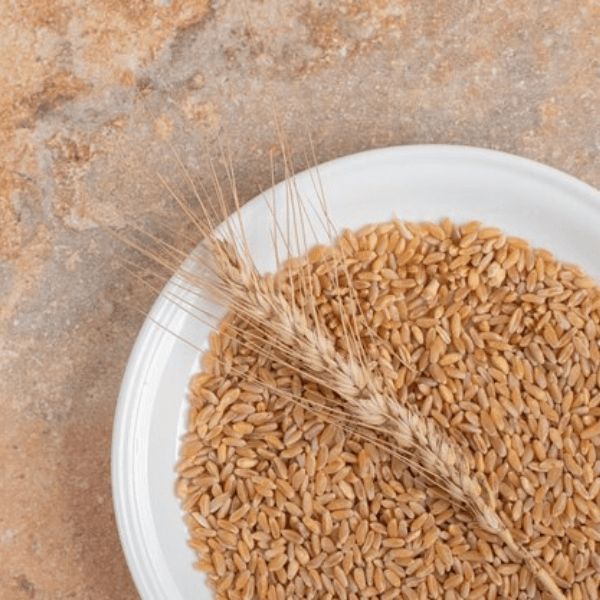 Wheat