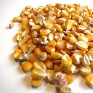 Yellow Corn