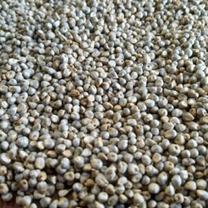 Bajra Cattle Feed