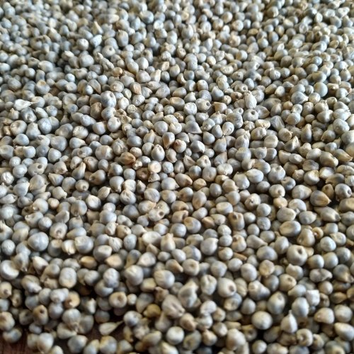 Bajra Cattle Feed